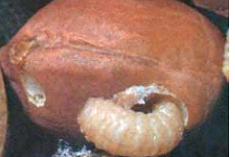 Mọt lạc serratus trưởng thành và sâu non 