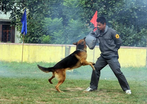 Xem chó nghiệp vụ trình diễn tài năng 