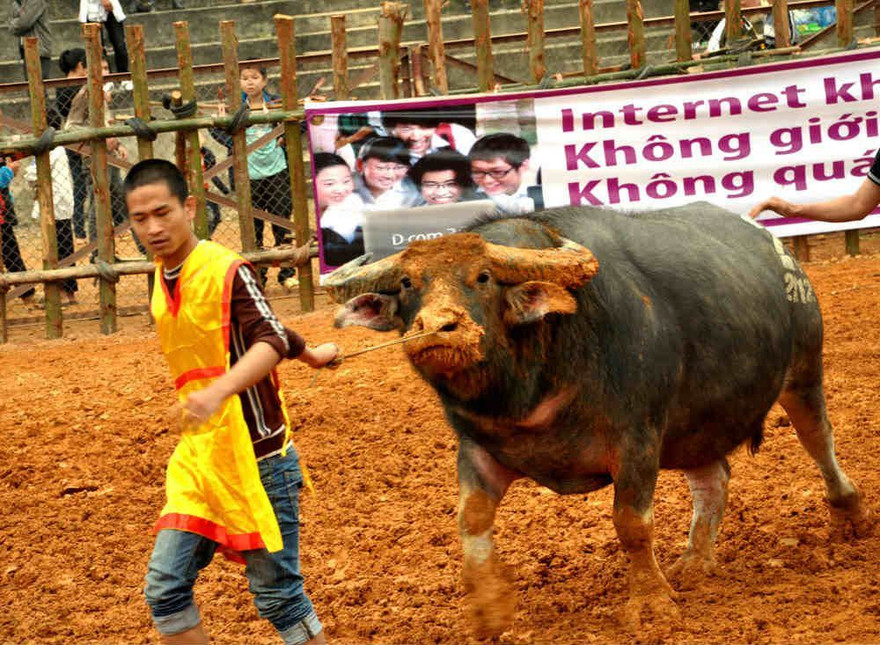 Hội chọi trâu Phù Ninh được khôi phục từ 2009