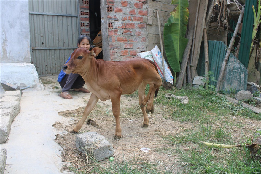 Con bê có 6 chân ở Hà Tĩnh.