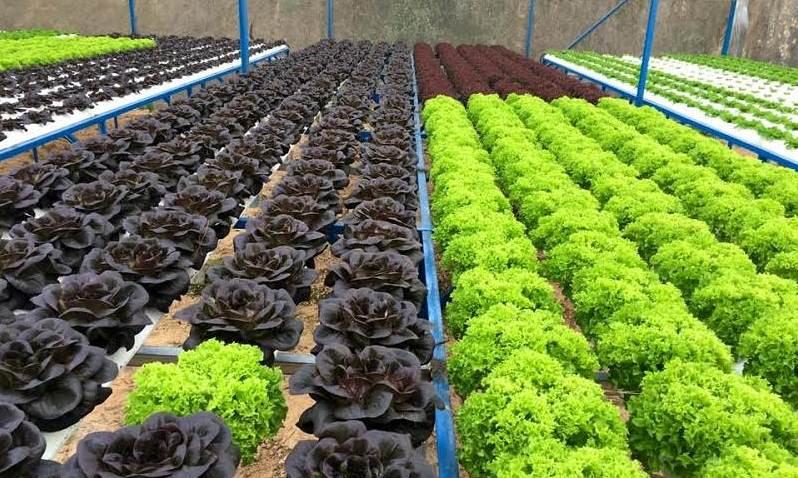 Vingroup đã hỗ trợ nhiều hộ sản xuất cả tài chính lần kỹ thuật, nhằm cung cấp sản phẩm an toàn cho người tiêu dùng.