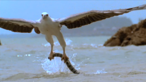 Cuộc chiến tàn khốc giữa chim đại bàng và rắn độc.