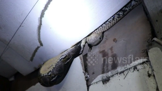 Trăn khổng lồ ăn thịt kỳ đà trên trần nhà dân ở Thái Lan