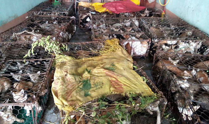 Toàn bộ sản phẩm mèo, chim không có giấy tờ kiểm dịch.