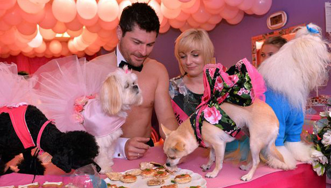 Bữa tiệc chia tay độc thân dành cho chó cưng.