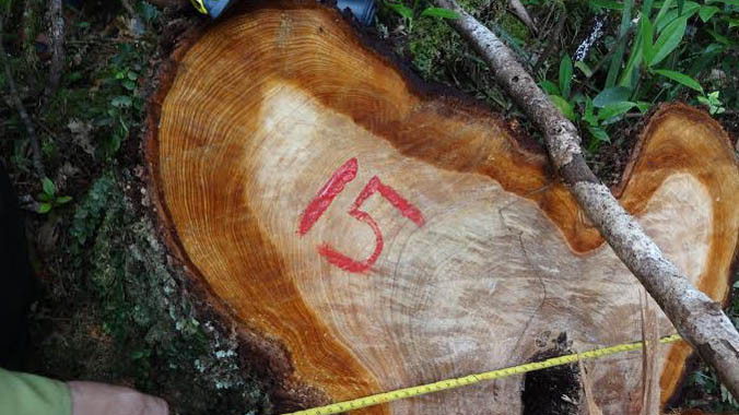 Những gốc pơ mu hàng trăm năm tuổi bị đốn hạ.