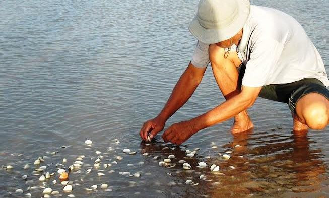 Vỏ nghêu chết xếp lớp ven biển Bạc Liêu.