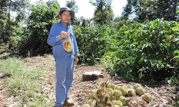 Hơn 1,4 tấn sầu riêng non bị kẻ gian đốn hạ.