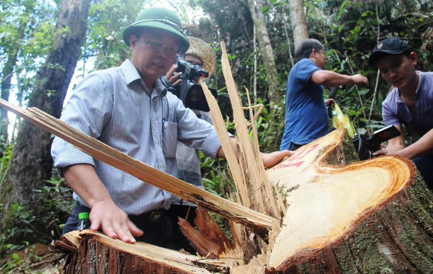 Phó chủ tịch UBND tỉnh Quảng Nam bên gốc Pơmu hàng trăm tuổi bị đốn hạ. Ảnh: Hoài Văn.