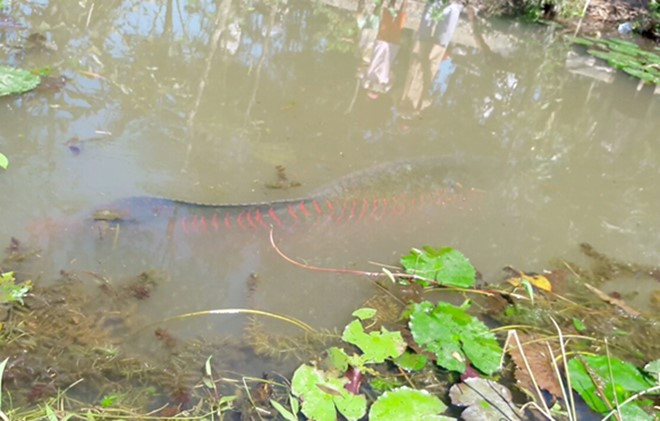 "Cá lạ" anh Điệp thả vào ao sau khi bắt dưới kênh được mọi người cho là cá hải tượng. Ảnh: Công an nhân dân.