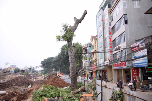 Cây xà cừ trên đoạn Đội Cấn - Bưởi được cưa cành chuẩn bị cho việc đốn hạ. Ảnh: Võ Hải.