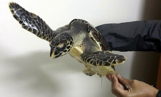 Ảnh đồi mồi biển Nam đăng bán trên Facebook. Ảnh: Công an cung cấp