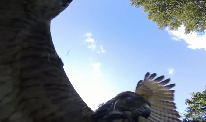 Ưng đuôi đỏ lao tới tấn công máy bay không người lái