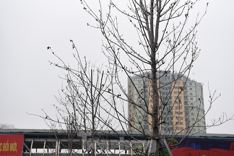 Hàng phong lá đỏ chết khô trên trục đường Nguyễn Chí Thanh