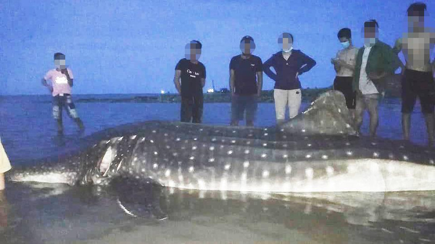 Mục sở thị con cá dài 4 m, nặng hơn một tấn dạt vào bờ biển