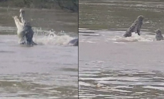 Hai con cá sấu tranh giành con mồi trên sông.