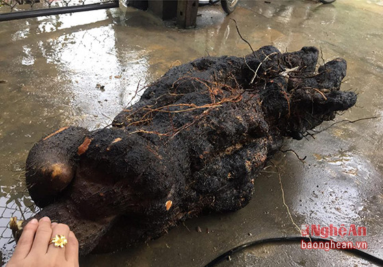 Củ khoai vạc khổng lồ lúc mới được đào lên. Ảnh: Tuệ An.