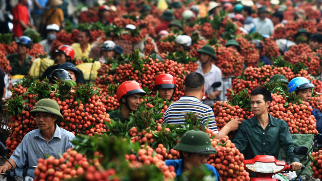 Vải thiều Việt Nam có thể xuất sang Australia vào năm 2015