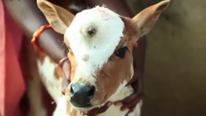 Kì lạ con bê có 3 mắt