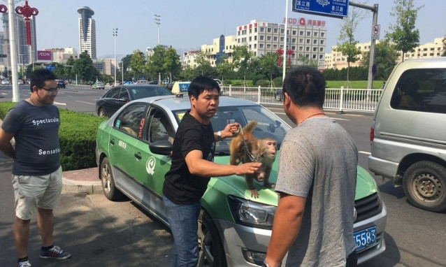 Tài xế taxi (áo xám) tranh cãi với vị khách và con khỉ.