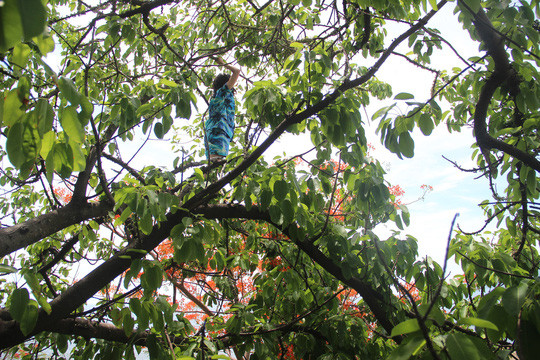 Cô gái la hét đứng trên ngọn cây, bên dưới là vực sâu