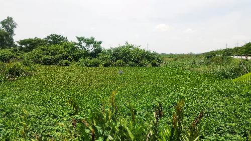 Theo lời khai của nạn nhân, hai tên cướp sau khi gây án không thành đã bỏ trốn xuống đầm lầy