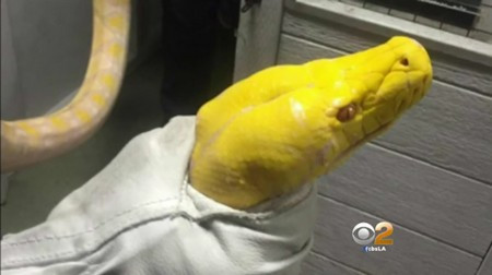 Con trăn vàng do Motohashi thả vào cửa hàng sau khi bị lực lượng cứu hộ bắt giữ.