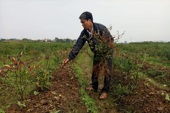 Ông Thành bên ruộng ớt bị cháy nghi bị phun thuốc diệt cỏ.