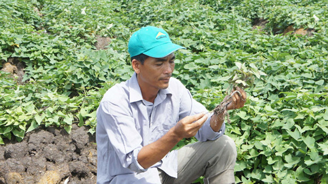 “Ông trùm” khoai lang Nguyễn Văn Cường suốt ngày túc trực ngoài đồng ruộng. Ảnh: T.B.