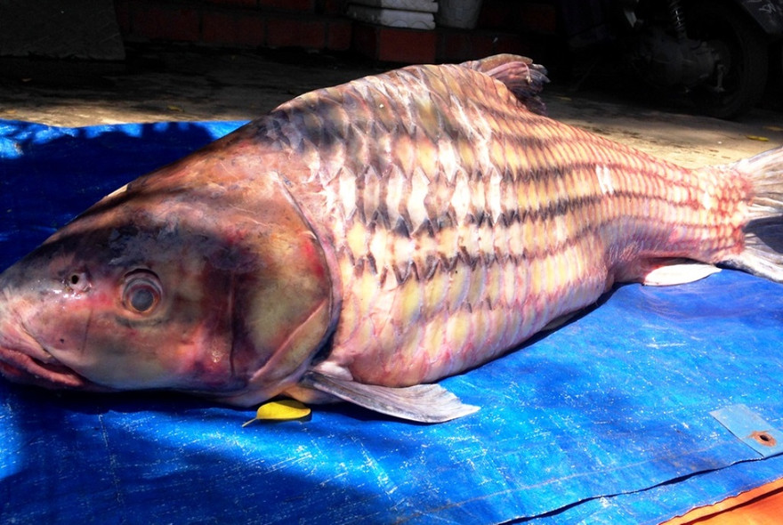 Con cá trà sóc vừa được vận chuyển về TPHCM.