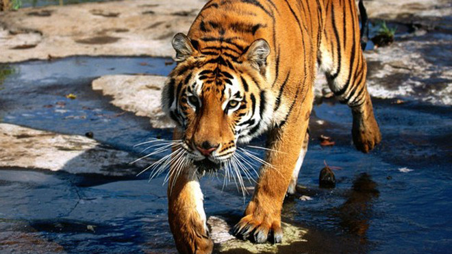 Ảnh minh họa. Nguồn: Internet