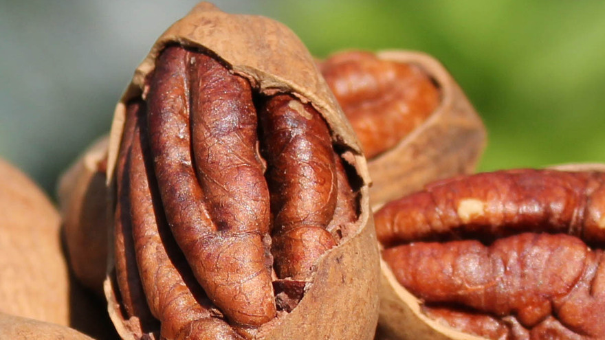 Quả hồ đào. Ảnh: Internet