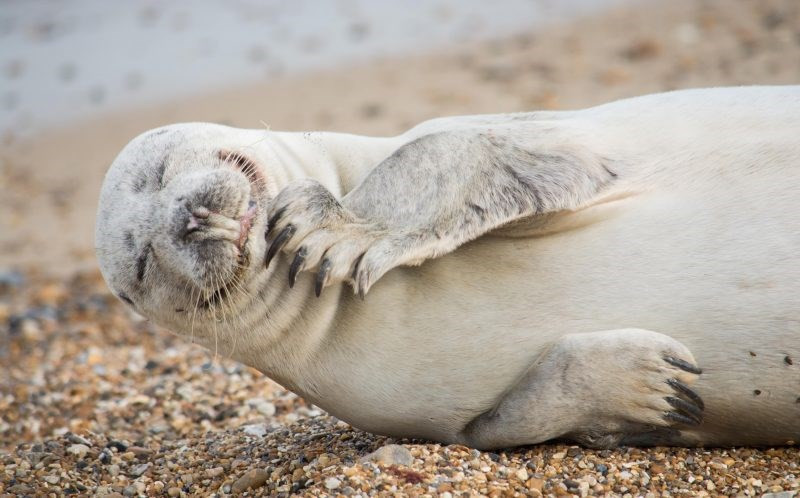 Nhiếp ảnh gia nghiệp dư Julie Saunders và vị hôn phu đã lái xe suốt ba giờ từ quê nhà ở Southend on Sea, Essex đến bãi biển Horsey tại Norfolk, Anh để ghi lại những hình ảnh thú vị về loài hải cẩu xám. (Nguồn Metro)
