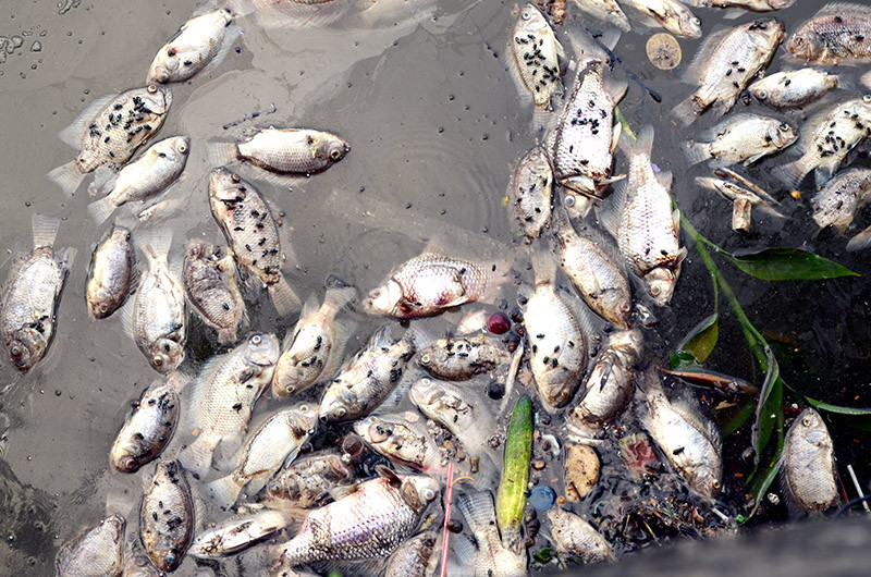 Cá chết trôi dạt bờ. Ảnh: Thanh Hà.