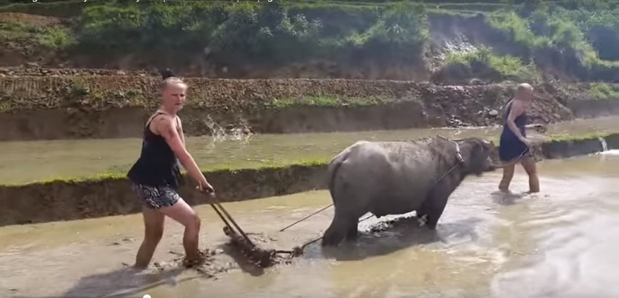 Cho Tây trải nghiệm làm nông dân là một sản phẩm mới phát triển gần đây ở phía Bắc