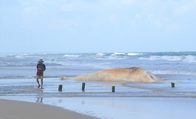 Xác cá voi trôi dạt vào bờ biển thôn Hà Tây. Ảnh: HTS.