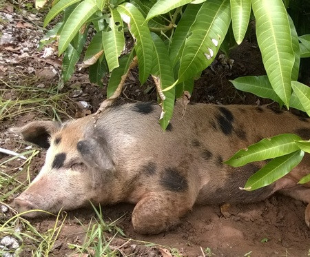 Con heo 5 móng đang được nuôi tại UBND xã Tân Lộc Bắc.