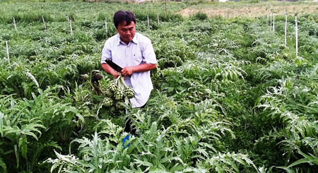 Anh Thành thu hoạch vườn atiso của mình