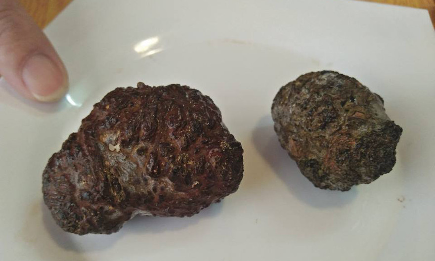 Hai hòn nghi là “dương bảo” quý hiếm.