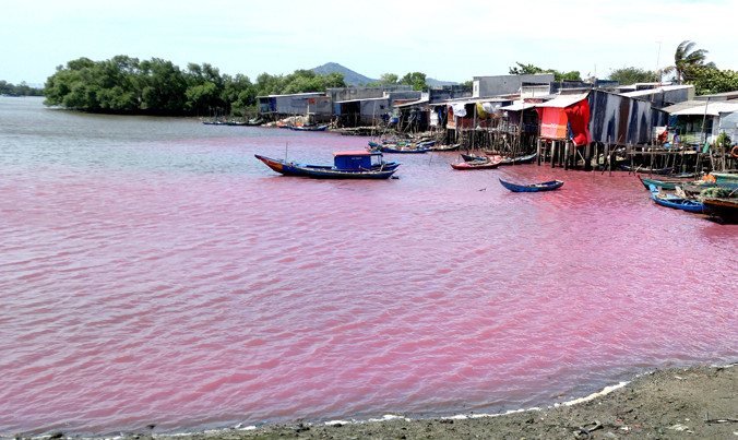 Đầm nước rộng chuyển màu đỏ tím. Ảnh: Đ.T.