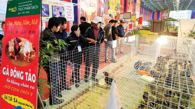 Gà Đông Tảo được bày bán tại Hội Chợ Xuân 2014, Trung tâm Triển lãm Giảng Võ - Hà Nội. Ảnh: Như Ý