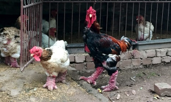 Thương lái Trung Quốc ồ ạt mua gà Đông Tảo là tin đồn thất thiệt