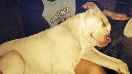 Chú chó đã cứu sống cậu bé 9 tuổi bị mẹ dìm xuống sông. Ảnh: Mirror.