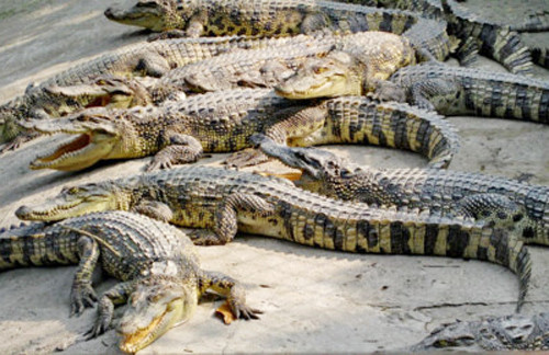 Giá cá sấu ở miền Tây đang xuống thấp nhất trong vòng 6 năm gần đây khiến người nuôi lao đao. Ảnh: Phúc Hưng.