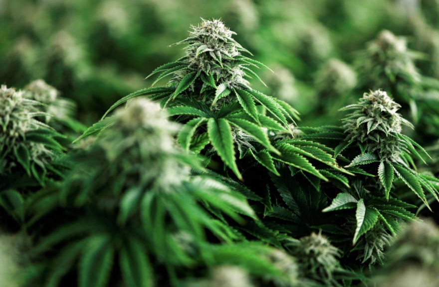 Cảnh sát Tây Ban Nha giải cứu người Việt bị giam trong xưởng trồng cần sa