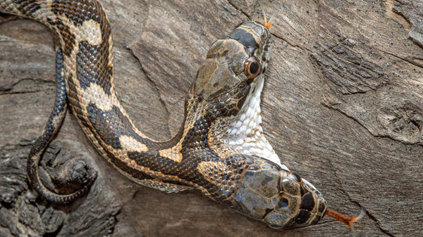 Rắn hai đầu ở Mỹ.