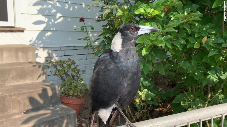 Chú chim ác là bị bắt gặp đang bắt chước tiếng còi báo động của xe cứu hỏa. (Ảnh: CNN)