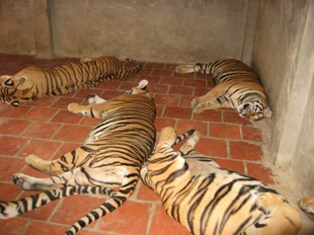 Ảnh minh họa:Internet