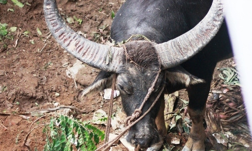 Trâu số 18 hiện bị cột chặt tại khu vực phía sau sân vận động dưới sự canh giữ của công an và quận sự quận Đồ Sơn.