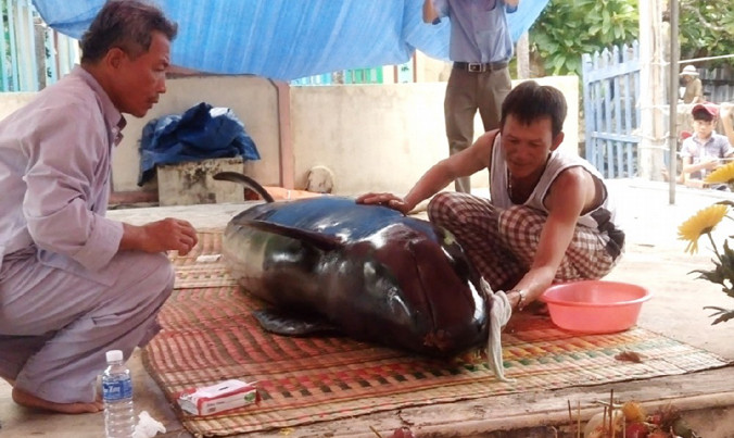 Ngư dân đưa xác cá voi về lăng làm lễ an táng.